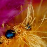 Blumendetail mit dunklen Perlen auf orangem Grund